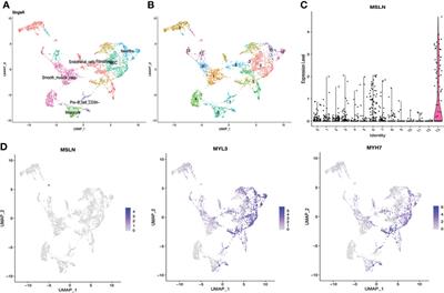 Single-cell RNA-Seq reveals the potential risk of anti-mesothelin CAR T Cell therapy toxicity to different organs in humans